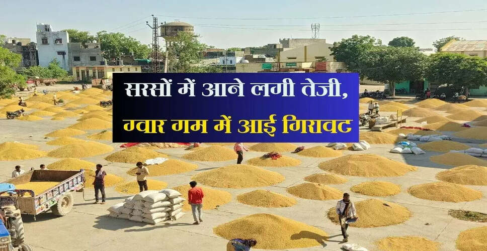 जयपुर मंडी में सरसों और ग्वार के भाव में बदलाव