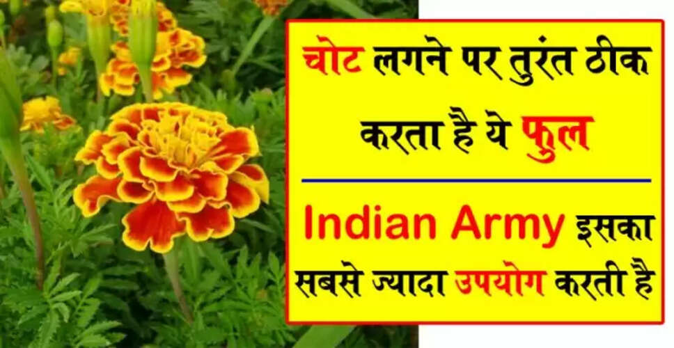 गेंदे के फूल का अद्भुत औषधीय उपयोग: चोटों और घावों के लिए प्रभावी उपाय