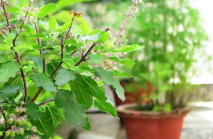 तुलसी के पौधे का महत्व और सूखने के संकेत