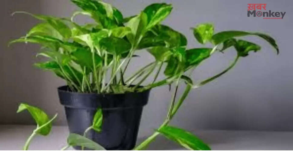 मनी प्लांट: घर में सुख और समृद्धि लाने का सही तरीका