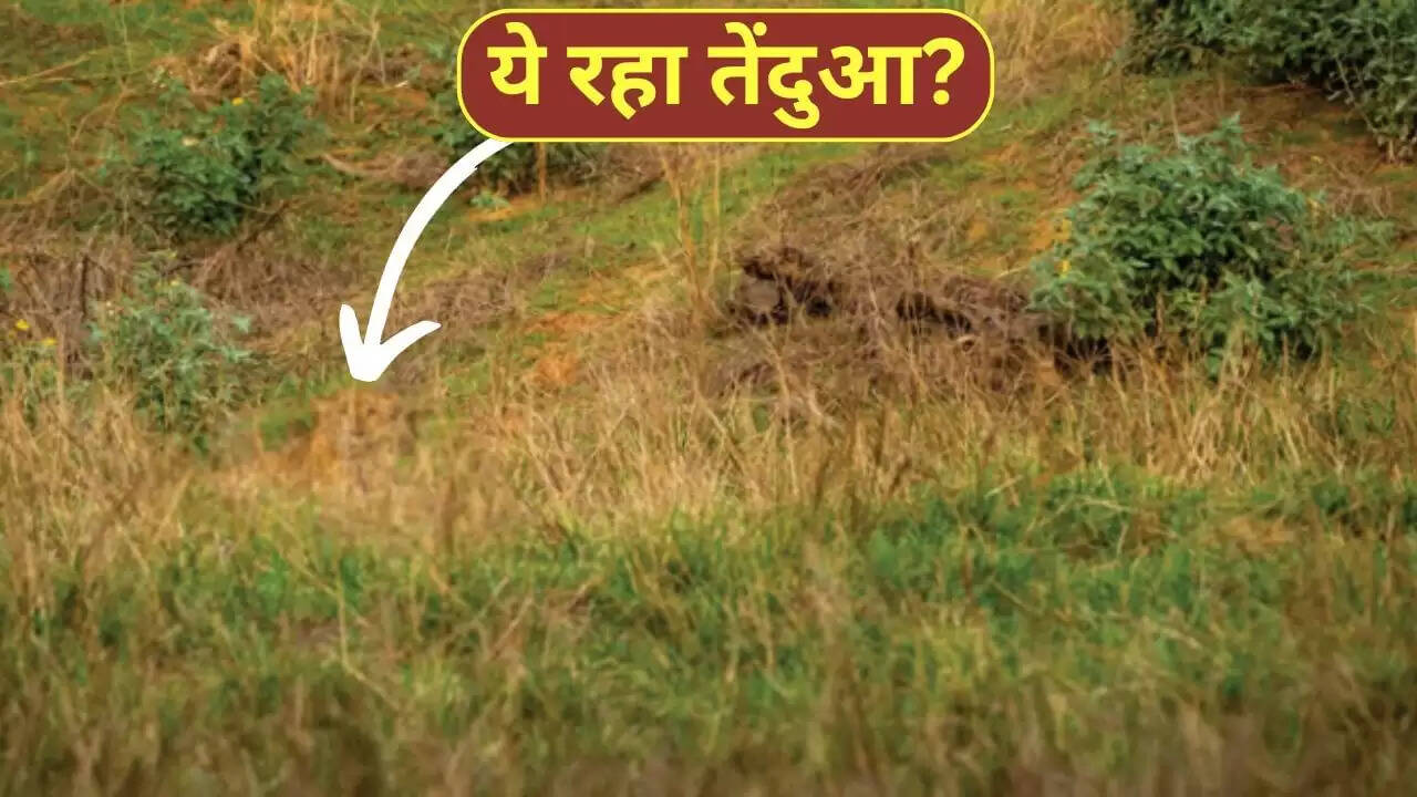 क्या आप 10 सेकंड में छिपे तेंदुए को पहचान सकते हैं?