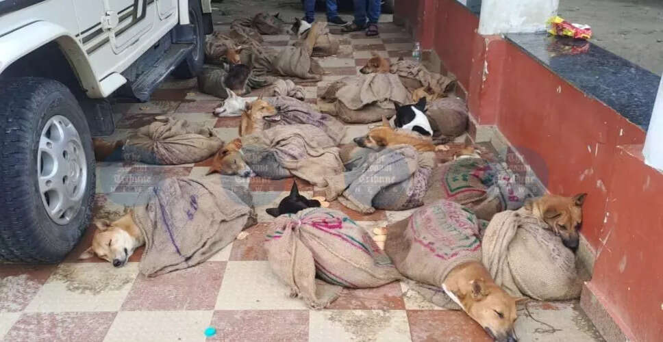 डेरगांव में कुत्तों की बड़ी बचाव कार्रवाई