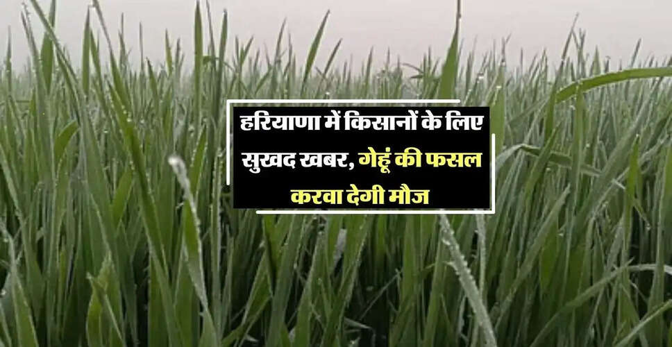 हरियाणा में मौसम परिवर्तन से किसानों की चिंता बढ़ी