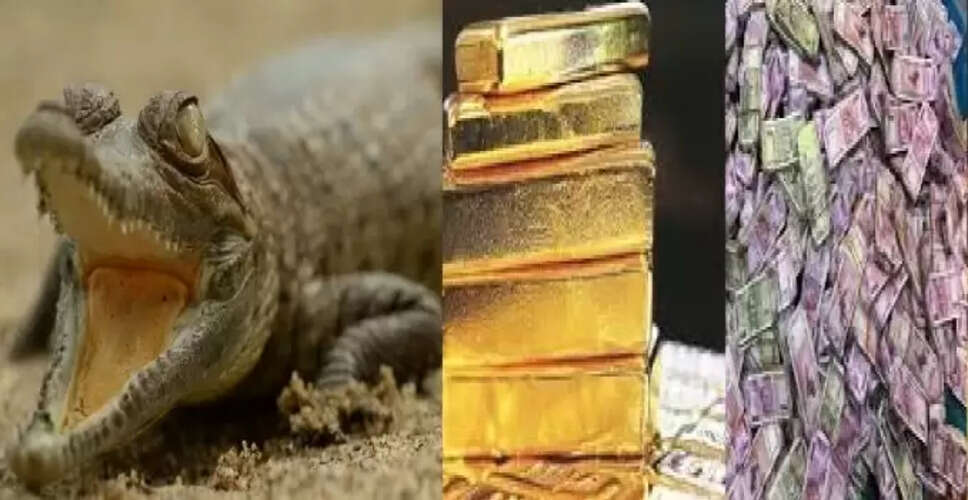 मध्य प्रदेश में भाजपा नेता के घर से मिले मगरमच्छ, आयकर विभाग की छापेमारी में हुआ खुलासा