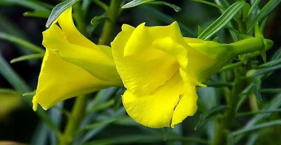 कनेर के पौधे के फायदे: घर में लगाने के सही दिशा और शुभता