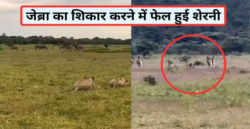 शेरनी की शिकारी कोशिश में नन्हे जेब्रा की मां ने बचाई जान