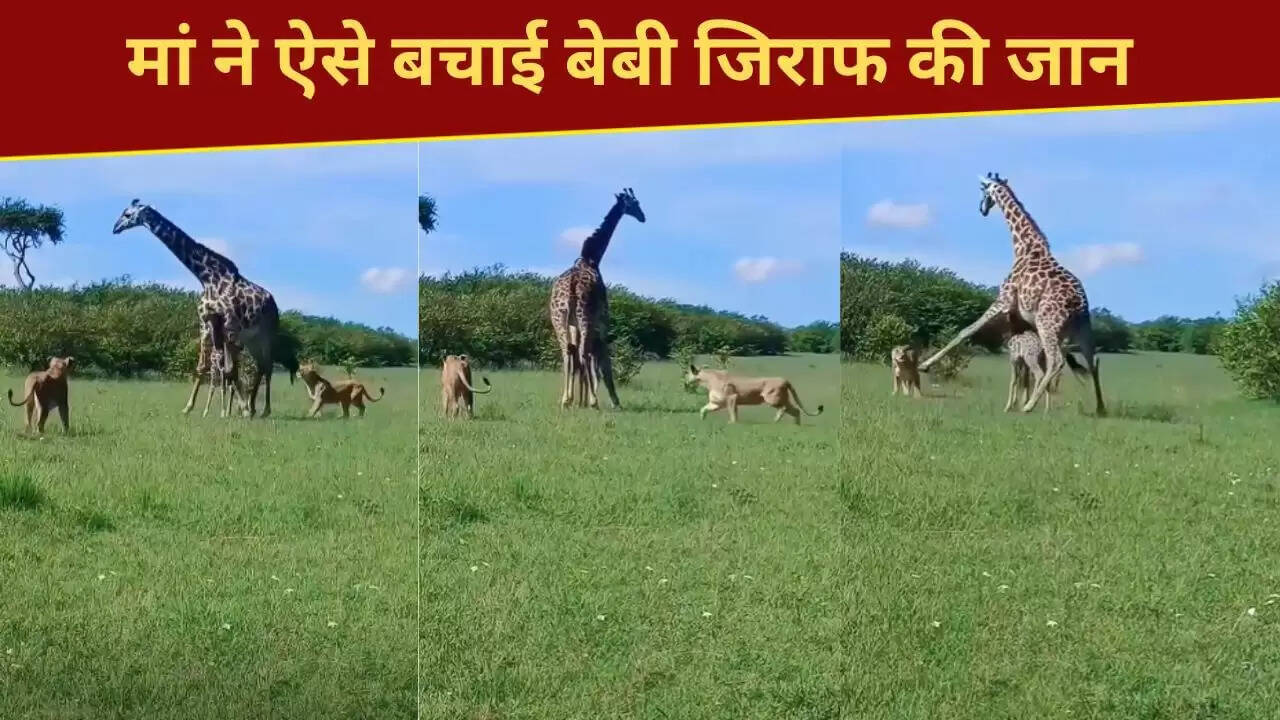 मां जिराफ की बहादुरी: शेरनियों से अपने बच्चे की रक्षा