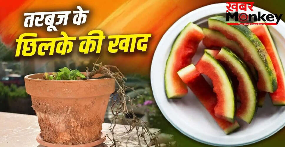 तरबूज के छिलकों से बनाएं प्राकृतिक खाद, पौधों को दें नई जान