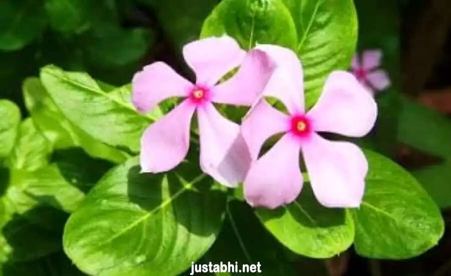 सदाबहार पौधे के अद्भुत लाभ और घरेलू उपचार