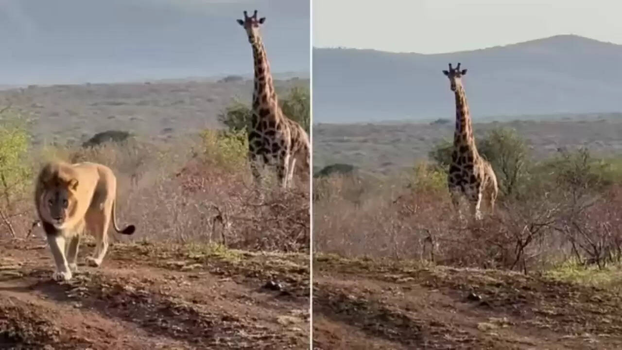 जंगल में शेर और जिराफ की रोमांचक मुठभेड़ का वीडियो