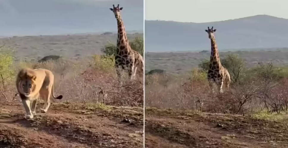जंगल में शेर और जिराफ की रोमांचक मुठभेड़ का वीडियो