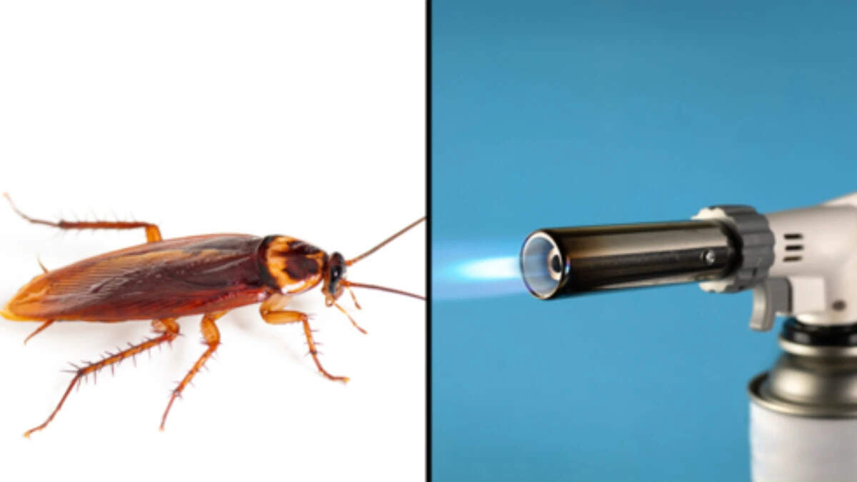 साउथ कोरिया में कॉकरोच मारने की कोशिश में महिला की जान गई