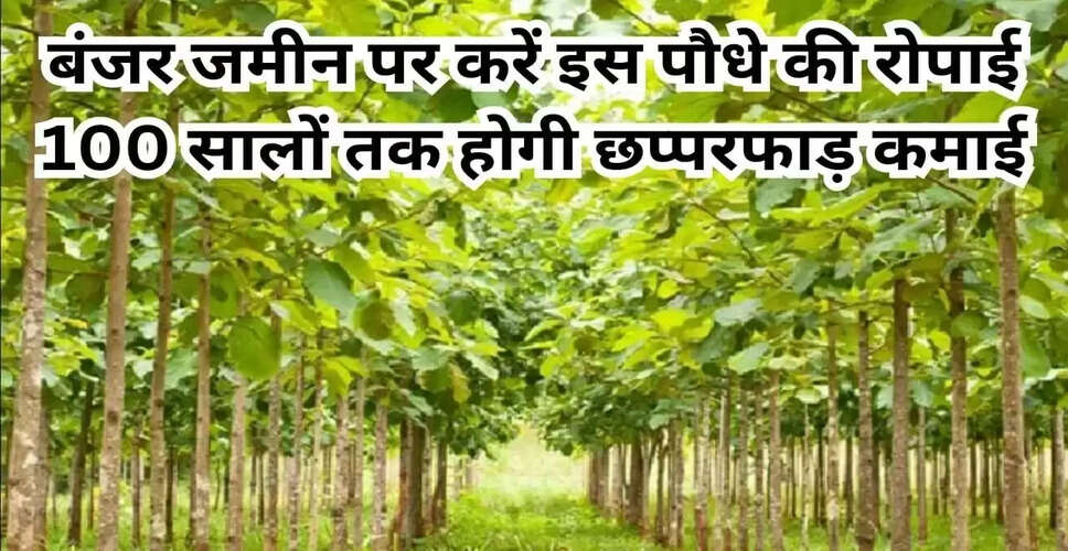 शीशम के पेड़ की खेती: बंजर जमीन पर कमाई का सुनहरा मौका
