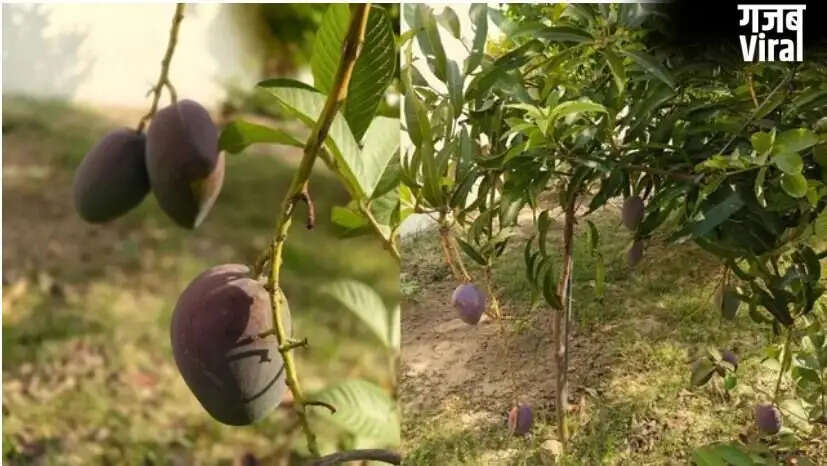 अयोध्या में उगाया गया दुनिया का सबसे महंगा मियाजाकी आम