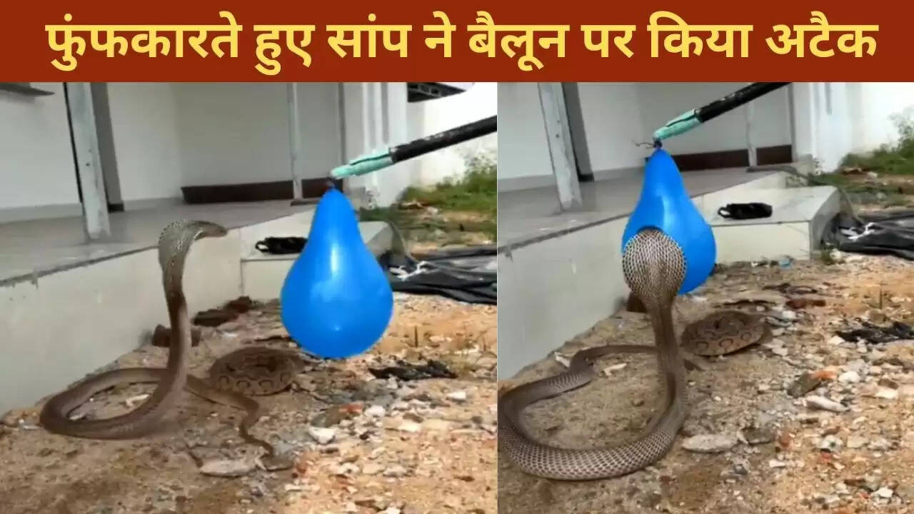 सांप का बैलून पर अजीबोगरीब हमला, देखें वायरल वीडियो