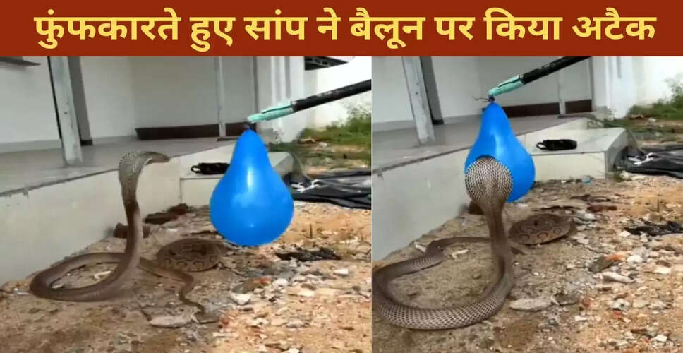 सांप का बैलून पर अजीबोगरीब हमला, देखें वायरल वीडियो
