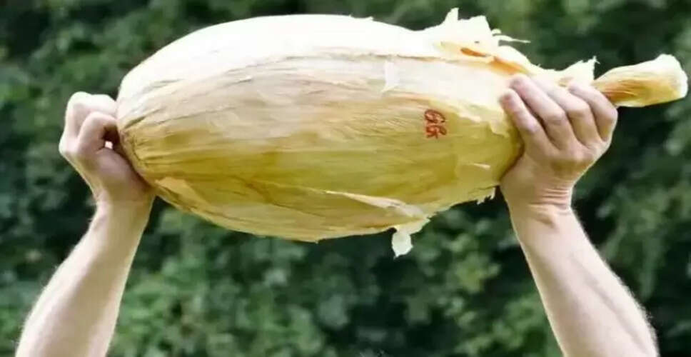 इंग्लैंड में उगाया गया 9 किलो का विशाल प्याज, बना चर्चा का विषय