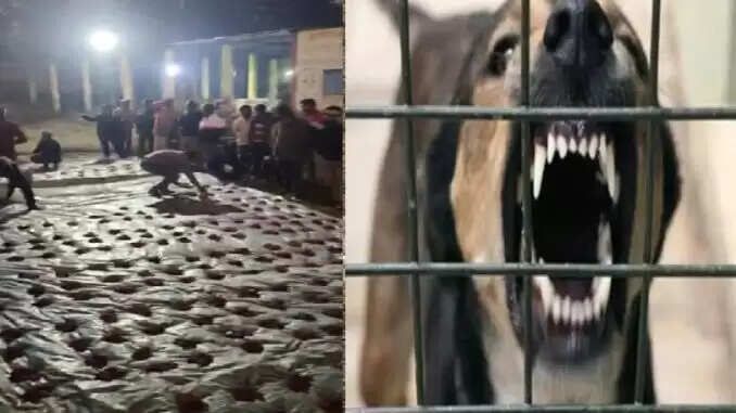 छत्तीसगढ़ के गांव में रेबीज संक्रमित बकरों की बलि से दहशत का माहौल