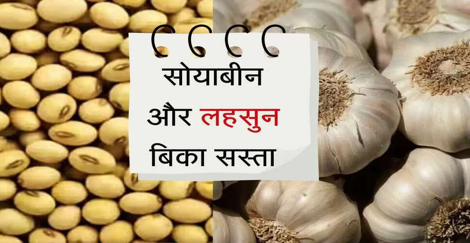 कृषि जिंसों के भाव में उतार-चढ़ाव: भामाशाह मंडी की ताजा रिपोर्ट