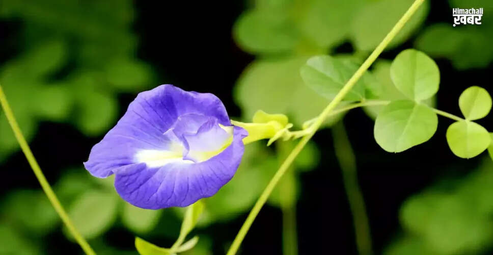 अपराजिता: एक चमत्कारी पौधा जो रोगों से लड़ने में मददगार