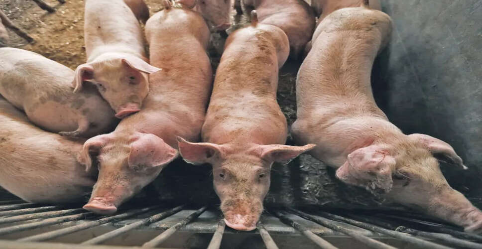 असम सरकार ने सूअरों की आवाजाही के लिए सख्त दिशा-निर्देश जारी किए