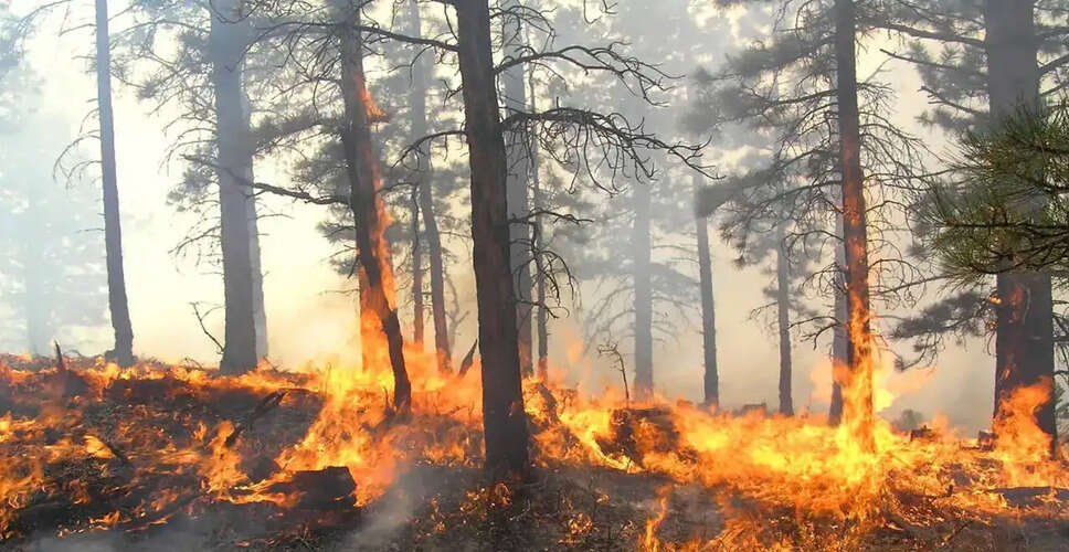 कैलिफोर्निया में कार आग ने जंगल में फैलाया धुआं