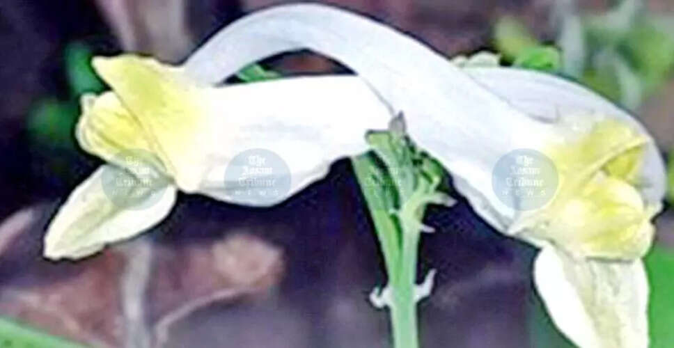 भारत में नई फूलों की प्रजाति की खोज, पूर्वी हिमालय की जैव विविधता में वृद्धि
