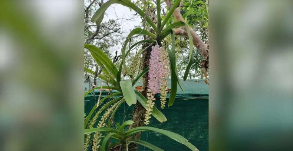 अरुणाचल प्रदेश के ऑर्किड मिशन को बढ़ावा देने के लिए थाईलैंड के साथ सहयोग