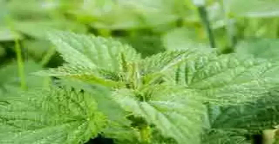 बथुआ: स्वास्थ्य के लिए फायदेमंद पौष्टिक सब्जी