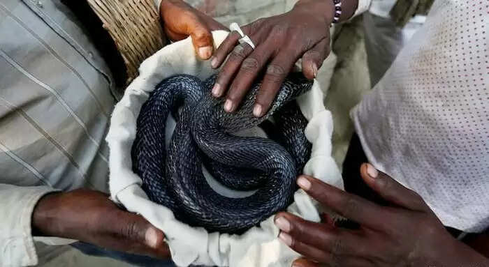 मध्य प्रदेश में सांपों की अद्भुत अदालत: एक अनोखी परंपरा