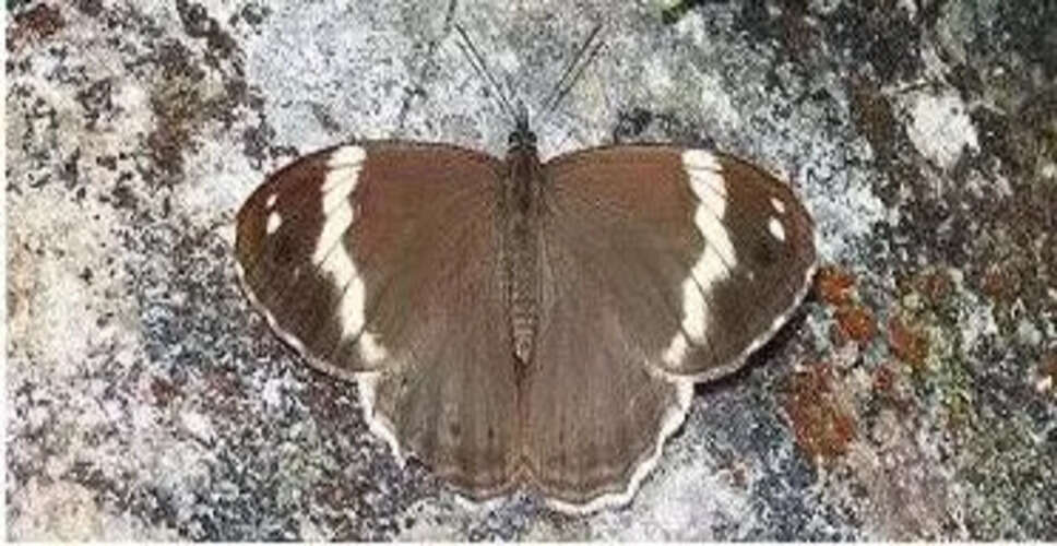 भारत में नई तितली प्रजाति की खोज: चोनाला अल्बिस्ट्रिक्टा