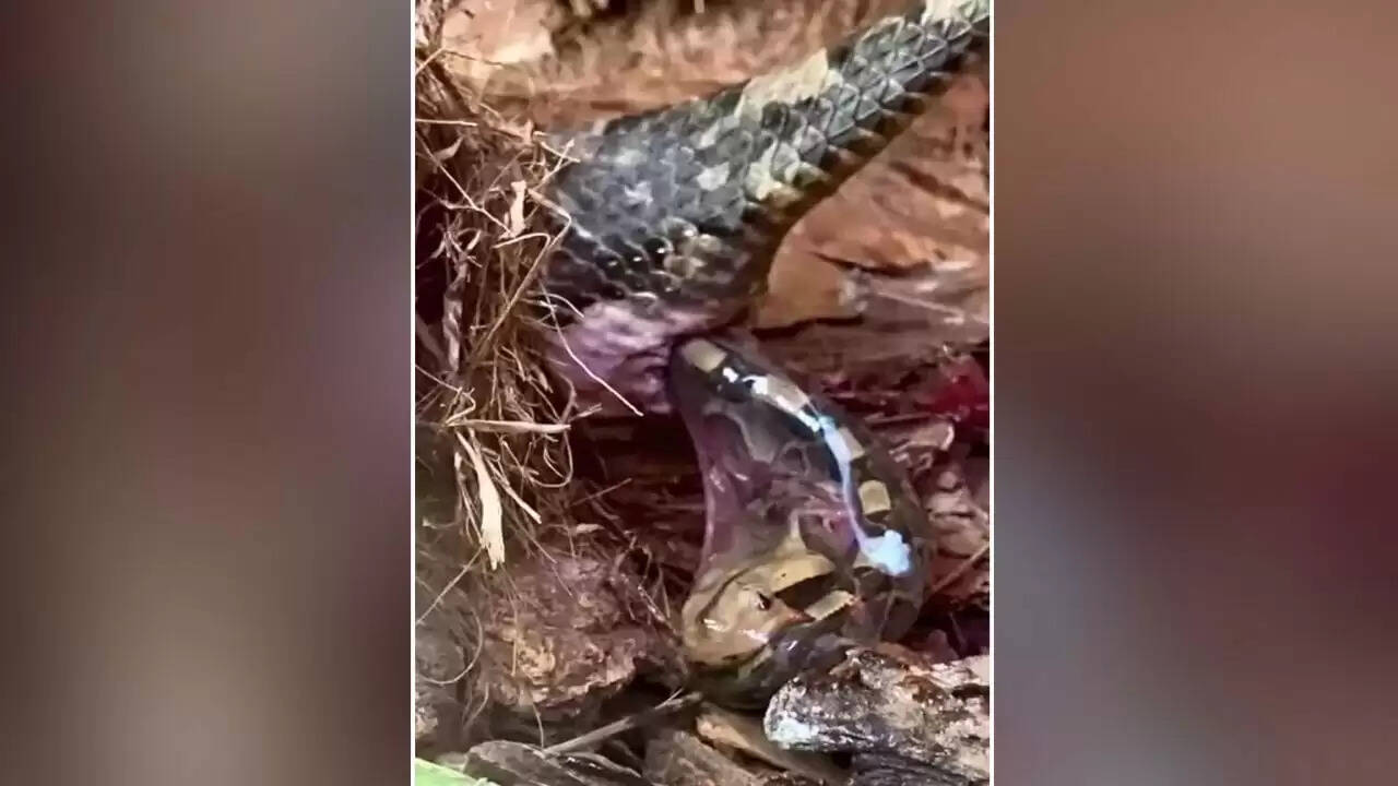 गैबून वाइपर का अद्भुत जन्म: जहरीले सांप का दुर्लभ वीडियो वायरल