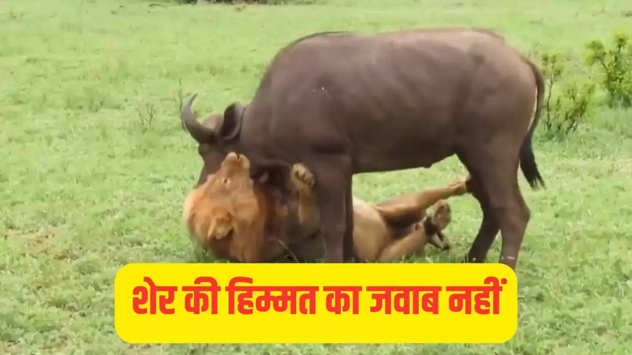 शेर का भैंसों के झुंड में शिकार: वायरल वीडियो ने किया सबको हैरान