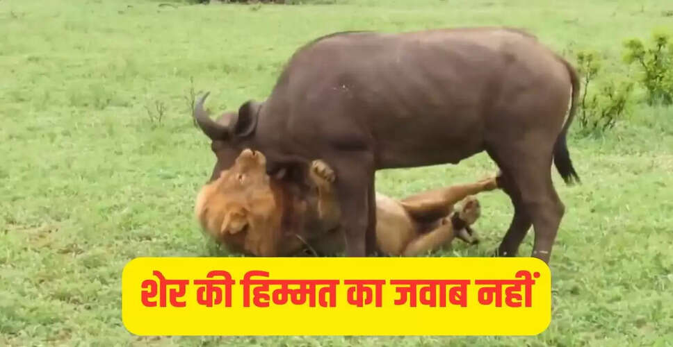 शेर का भैंसों के झुंड में शिकार: वायरल वीडियो ने किया सबको हैरान
