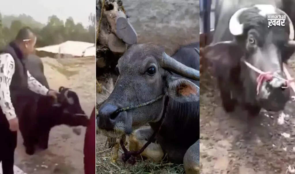 गर्भवती भैंस की अद्भुत कहानी: कैसे बची जान