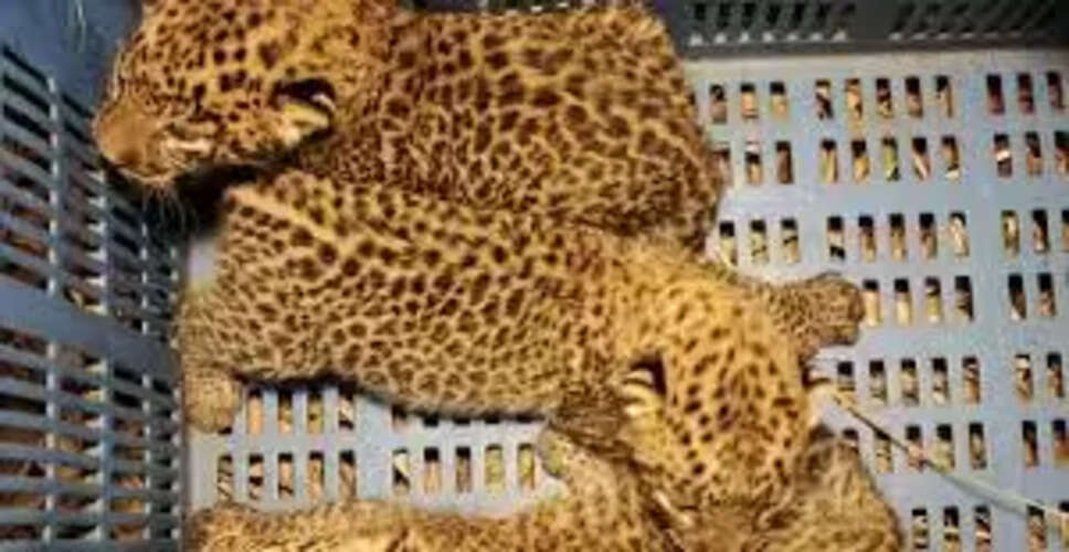 जयपुर के झालाना लेपर्ड रिजर्व में मादा फ्लोरा ने तीन शावकों को जन्म दिया