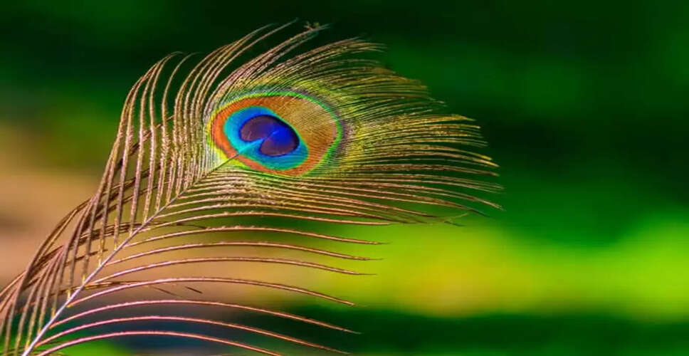 मोर के पंख का महत्व: घर में सुख और समृद्धि लाने के उपाय