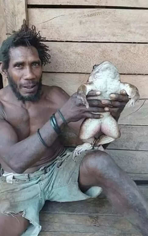 सोलोमन द्वीप पर मिला विशालकाय मेंढक, जो इंसानी बच्चे के आकार का है