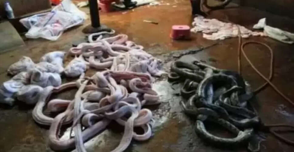 दुनिया का अनोखा गांव जहां सांपों की खेती होती है