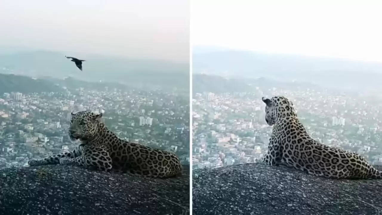 गुवाहाटी में तेंदुए की अनोखी तस्वीरें हुईं वायरल, CM ने साझा की भावुक कहानी