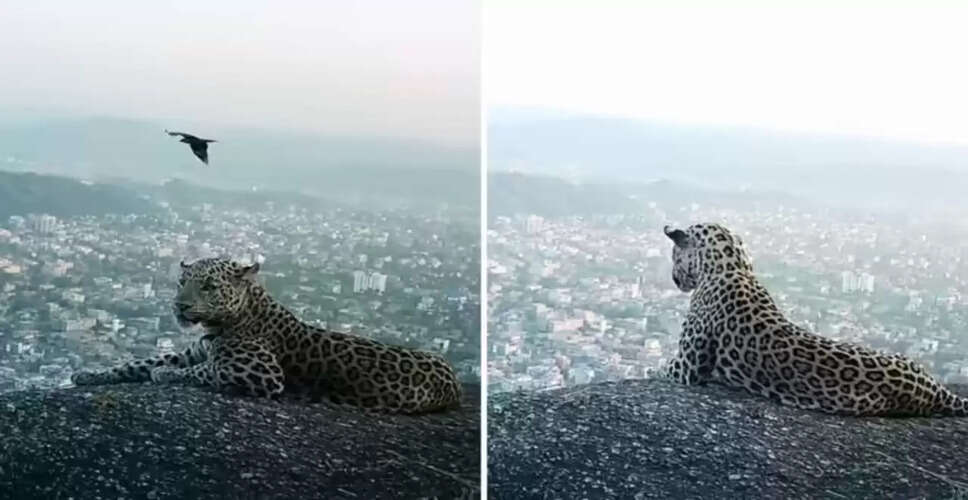 गुवाहाटी में तेंदुए की अनोखी तस्वीरें हुईं वायरल, CM ने साझा की भावुक कहानी