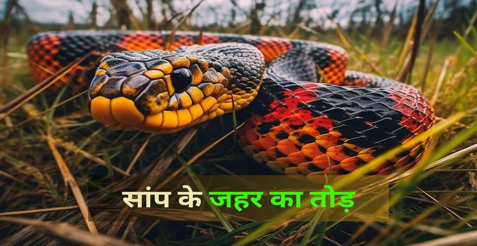 सांप के काटने पर जान बचाने के घरेलू उपाय