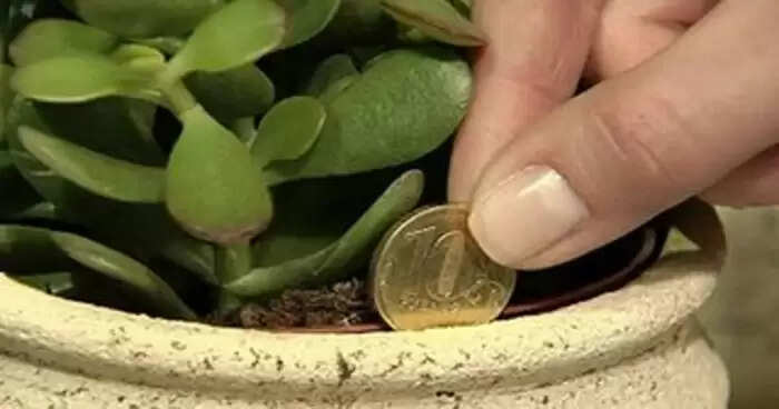 क्रासुला पौधा: धन आकर्षित करने का अद्भुत उपाय