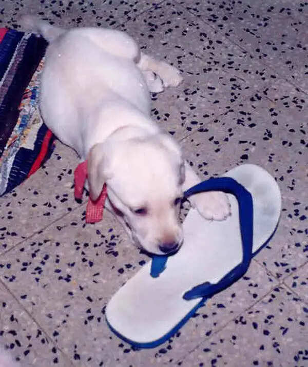 कुत्तों की अद्भुत हरकतें और उनका अर्थ