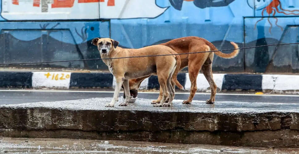 उच्चतम न्यायालय ने आवारा कुत्तों के मामले में मुख्यमंत्री के बयान पर सुनवाई से किया इनकार