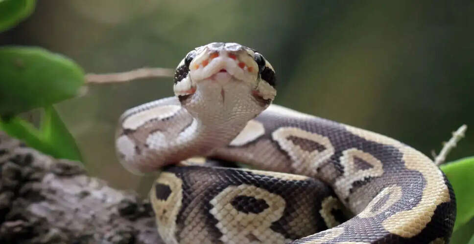 पायथन के रक्त से वजन घटाने का नया तरीका