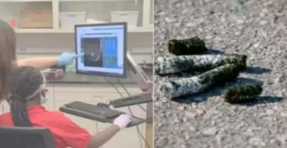 स्कूली छात्रों की खोज: हंस के मल से बनी नई कैंसर-रोधी दवा