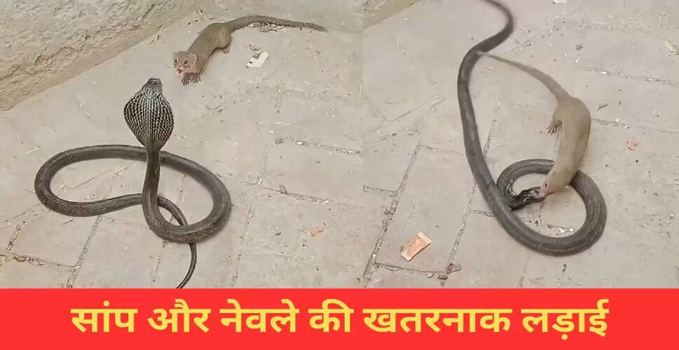 सांप और नेवले की खतरनाक लड़ाई का वीडियो हुआ वायरल