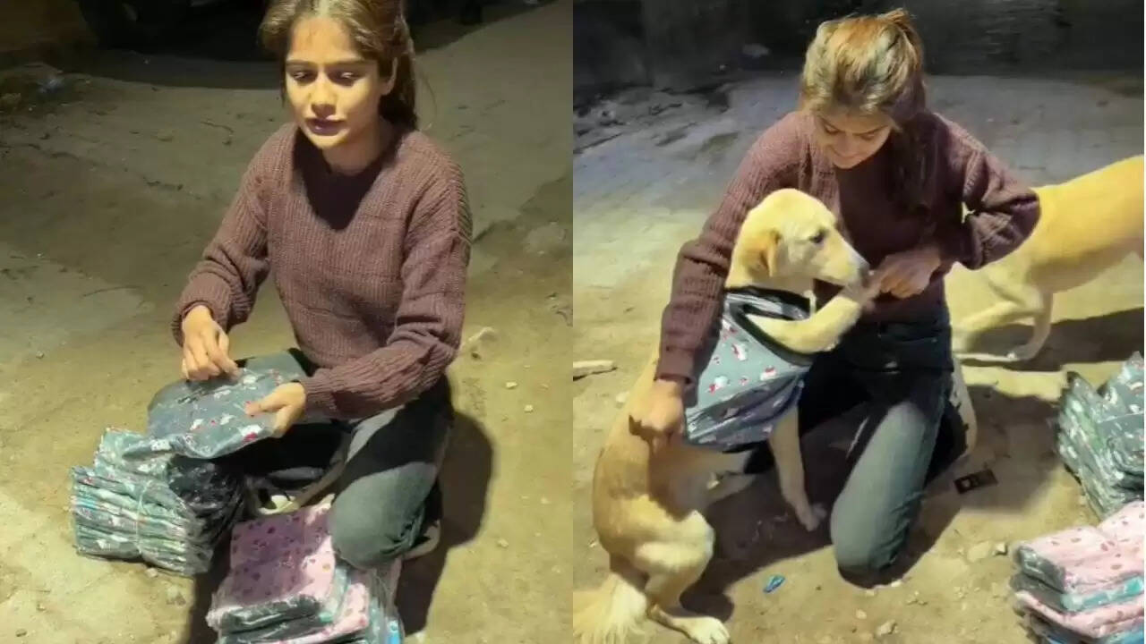 लड़की ने आवारा कुत्तों के लिए दिखाई इंसानियत, वायरल हुआ वीडियो