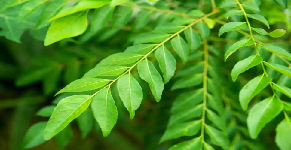 कड़ी पत्ते के अद्भुत स्वास्थ्य लाभ: जानें कैसे ये आपकी सेहत को सुधार सकते हैं